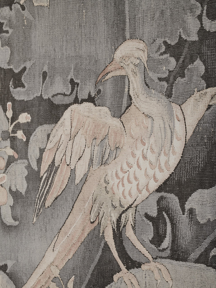 Aristoloche